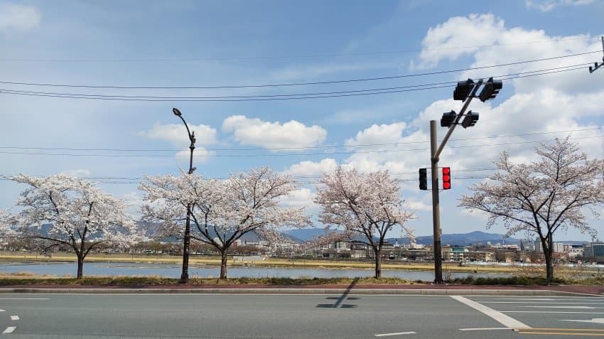 실시간 경주 벚꽃 | 인스티즈