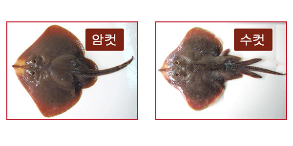 아기 가오리의 진실...(충격주의) | 인스티즈