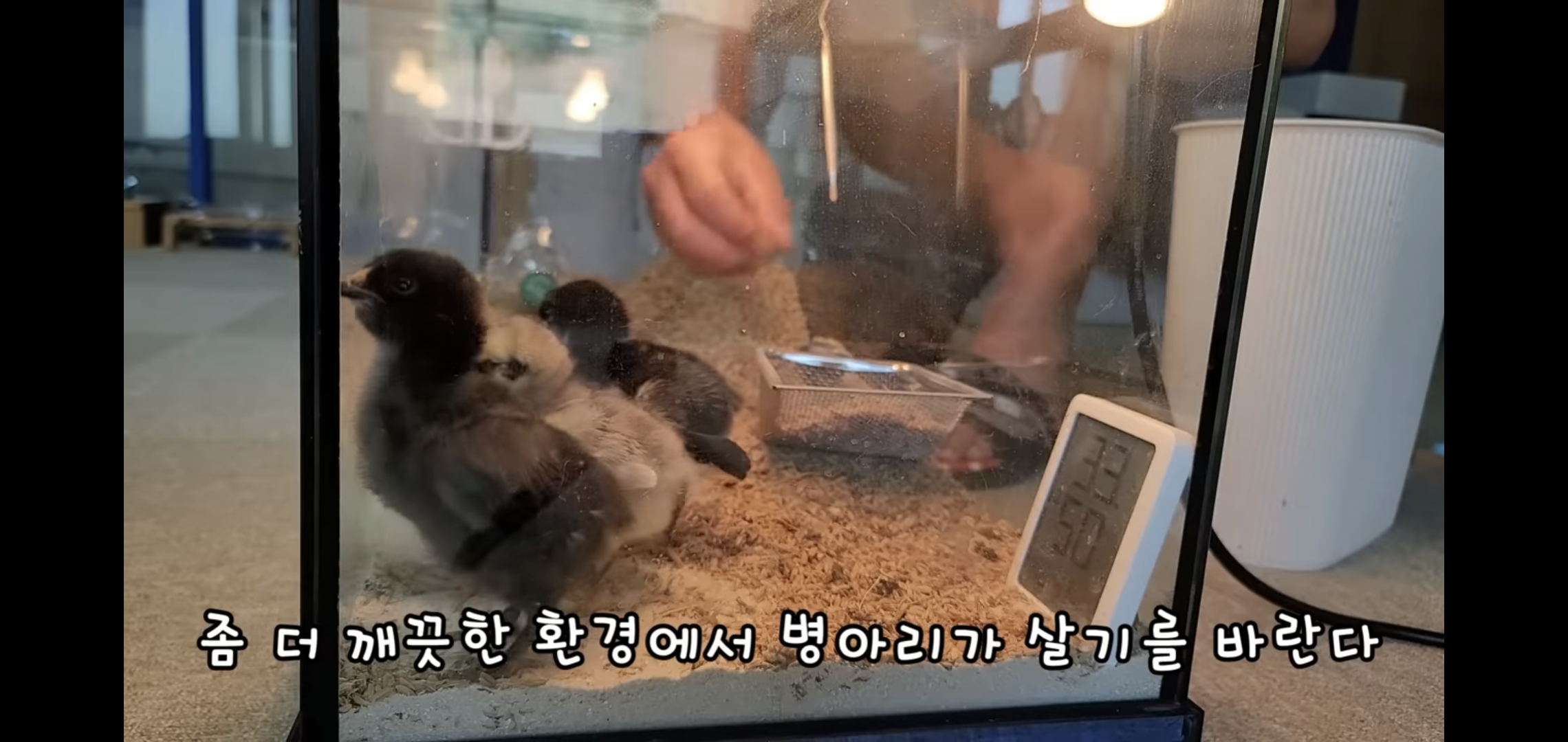 오늘자 폭력적이고 불쌍한 영상 올린 유튜버 매탈남.jpg | 인스티즈