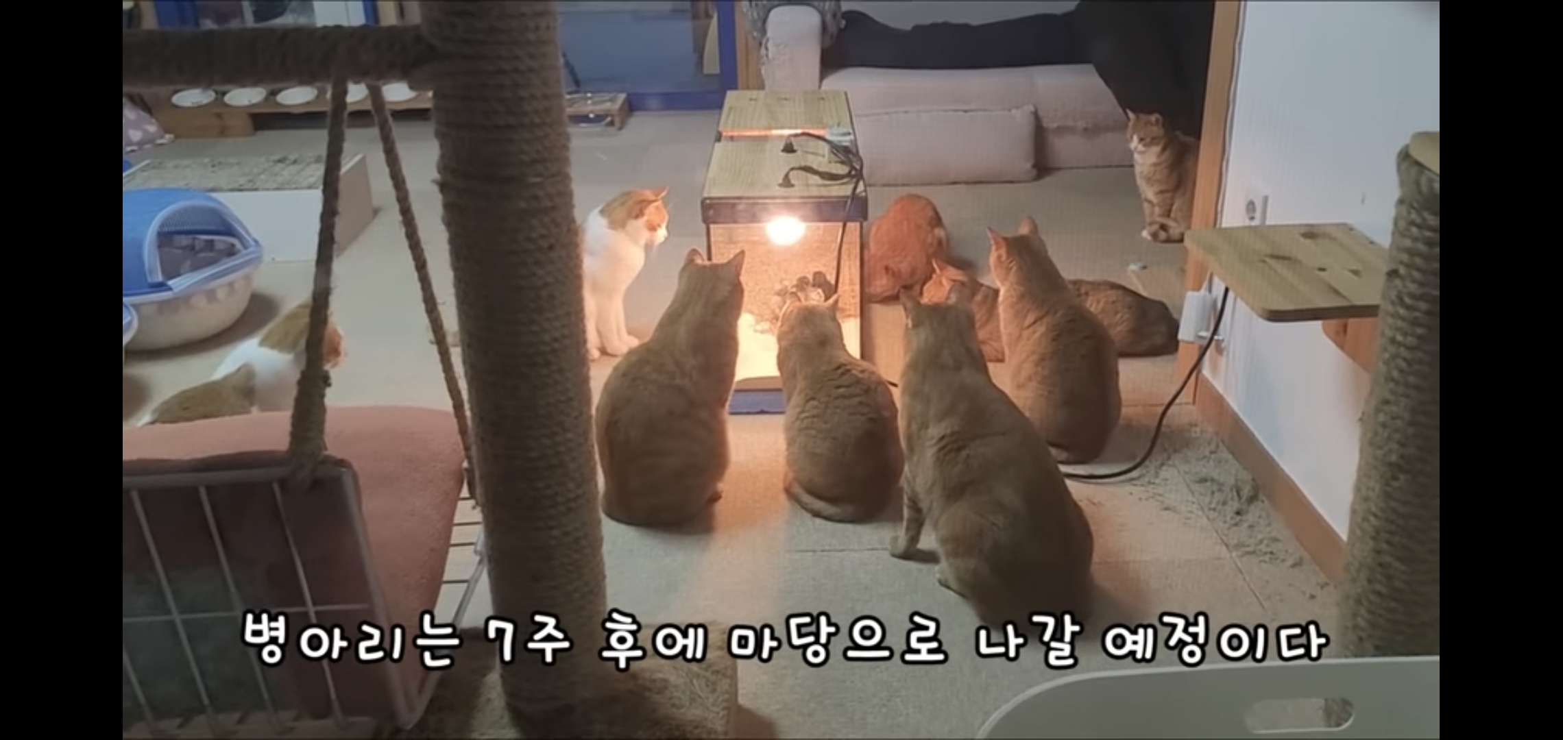 오늘자 폭력적이고 불쌍한 영상 올린 유튜버 매탈남.jpg | 인스티즈