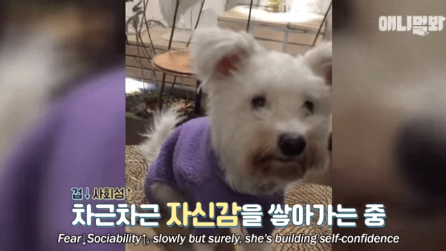 수줍음이 많은 강아지가 사람을 좋아하는 법 | 인스티즈