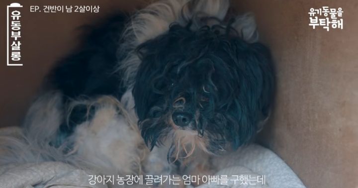 강쥐 건반이의 미용 전/후.jpg | 인스티즈