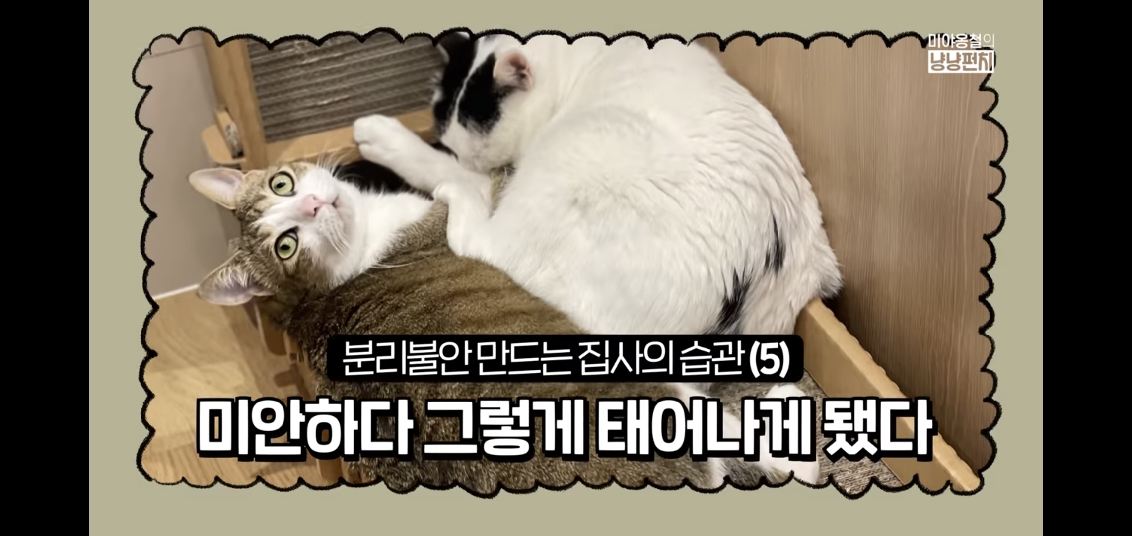고양이 분리불안을 만드는 집사의 5가지 행동.jpg | 인스티즈