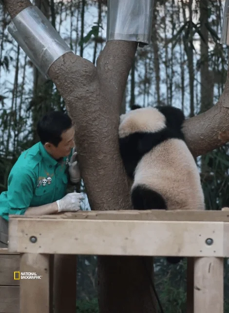 후이바오🐼 킹받게 놀리는 송바오 | 인스티즈