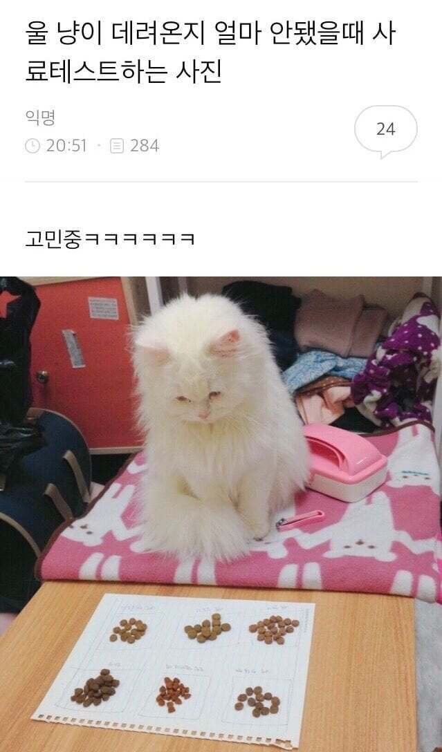 아빠가 개새랑 외출했다고 사진 보내줌 | 인스티즈