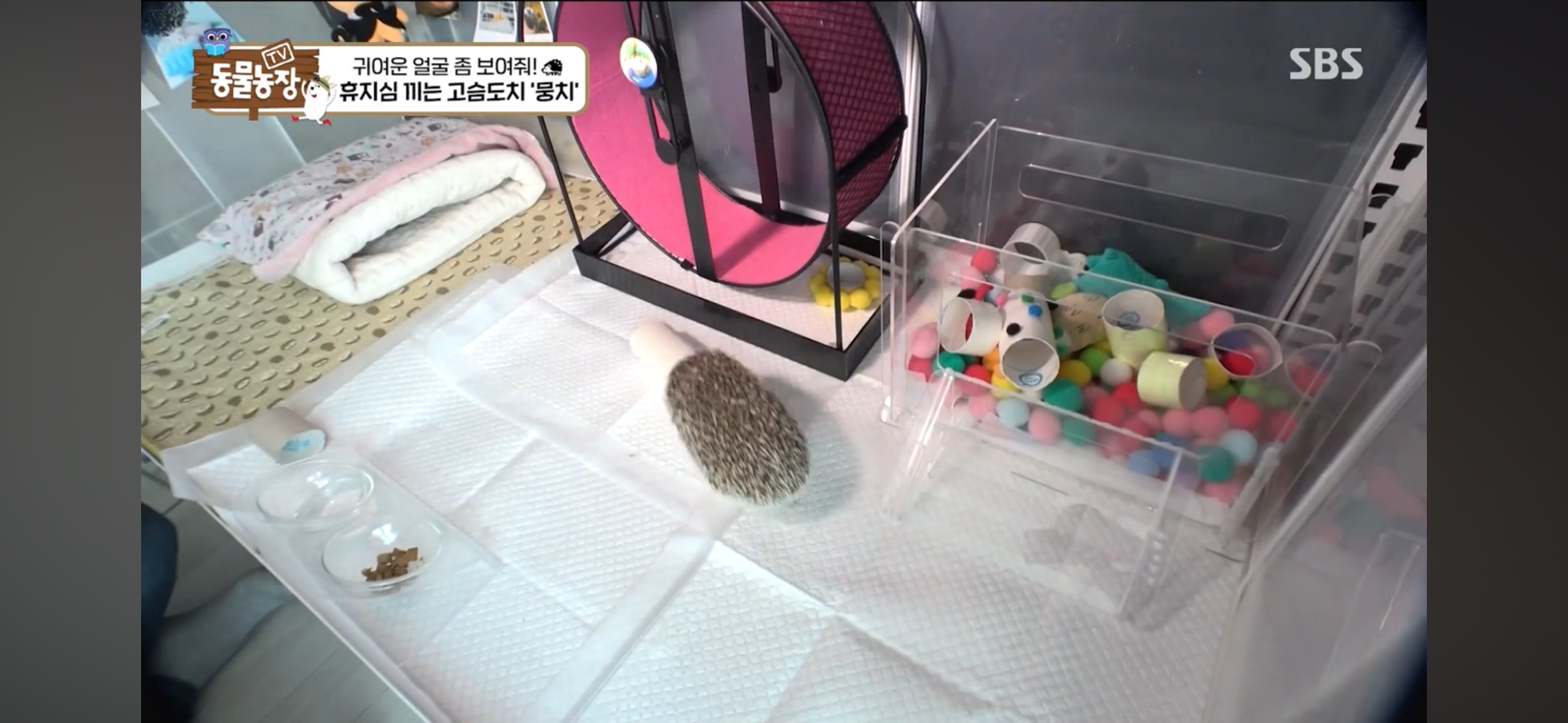 따봉고슴도치 휴지심 좋아도치 | 인스티즈