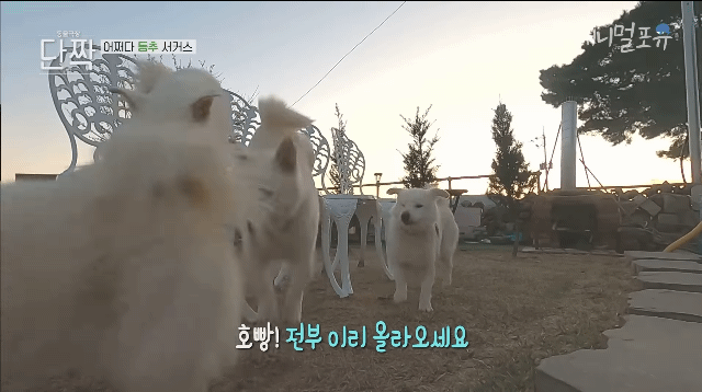 겁나 재밌게 사는 할아버지와 냥댕이들ㅋㅋㅋ.gif | 인스티즈