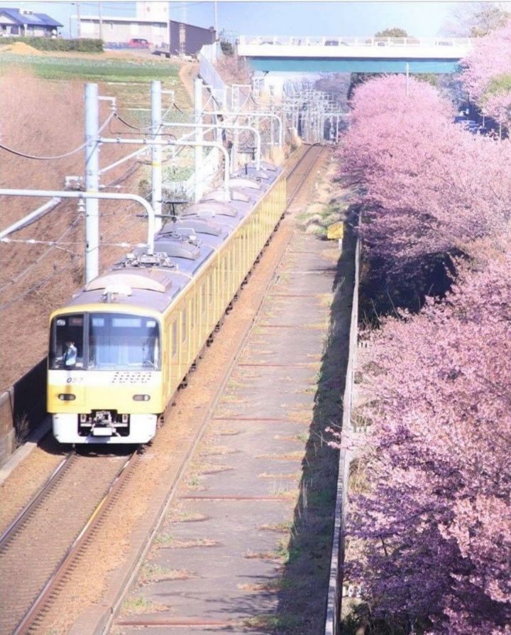 벚꽃과 기차사진을 찍었는데 확대해봤더니.jpg | 인스티즈