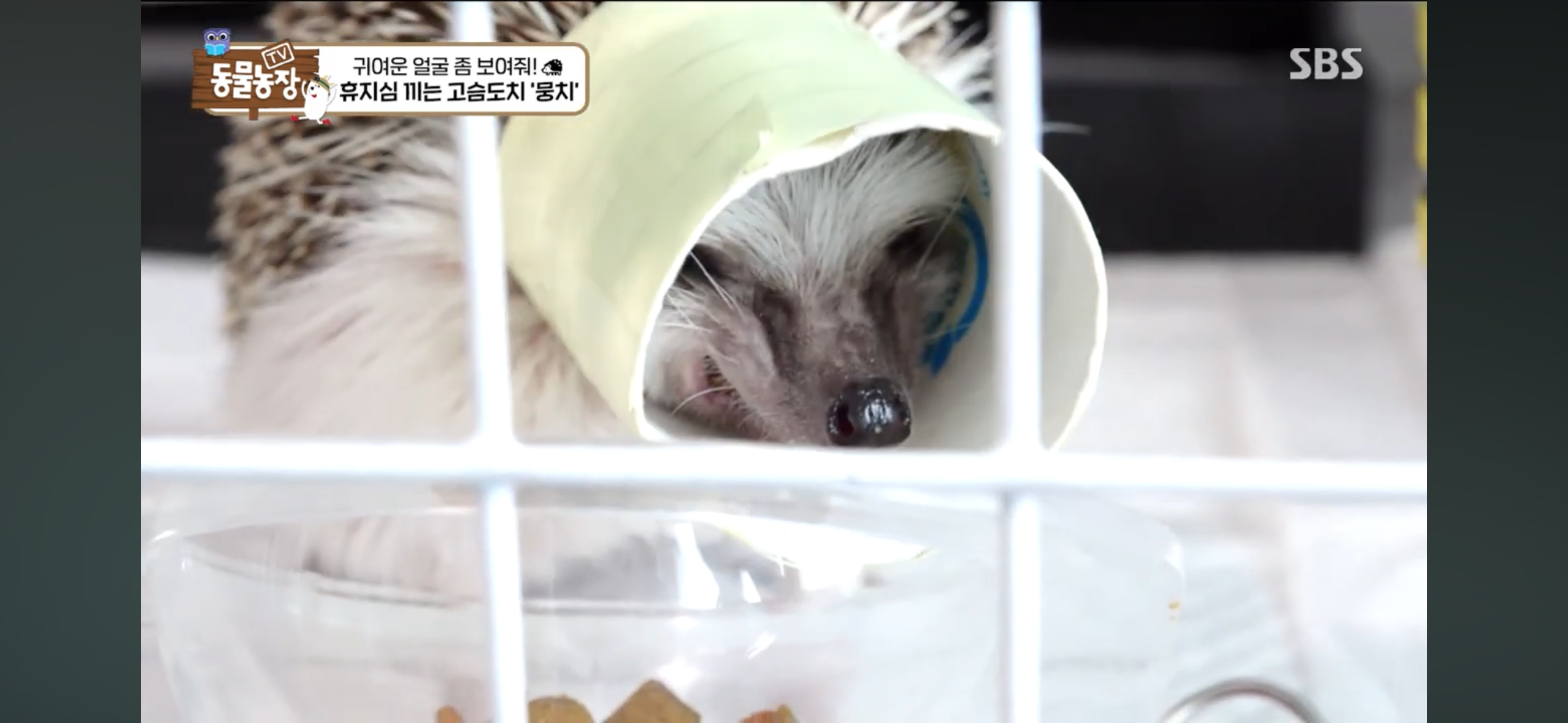 따봉고슴도치 휴지심 좋아도치 | 인스티즈