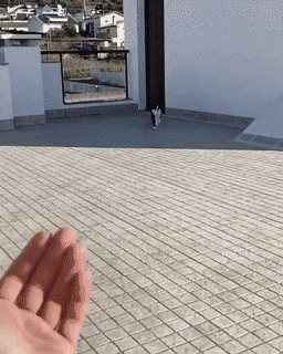 부르면 오는 고양이 | 인스티즈