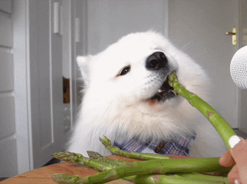 아스파라거스를 먹은 강아지 반응 gif | 인스티즈