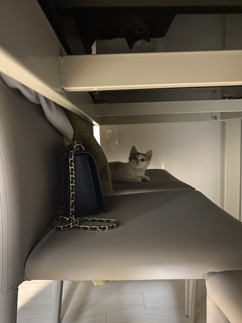 냥줍한지 한달 된 우리 고양이 보고가~!~! | 인스티즈