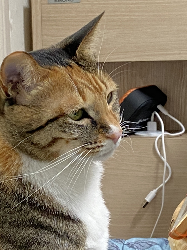 우리고양이 말벌아저씨 재질... | 인스티즈