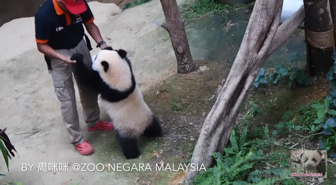 사랑받던 말레이시아 판다, 중국 반환 후 모습...jpggif | 인스티즈