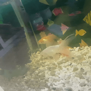 엄마집 금붕어들 보고가라 (이게 사랑이 아니면..) | 인스티즈
