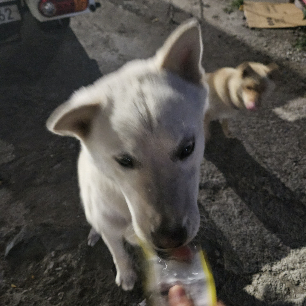 [입양홍보] 개장수에게 팔렸다 되찾아온 방치견 진순이·진돌이, 평생 가족을 찾아요! (부산/울산/전국) | 인스티즈