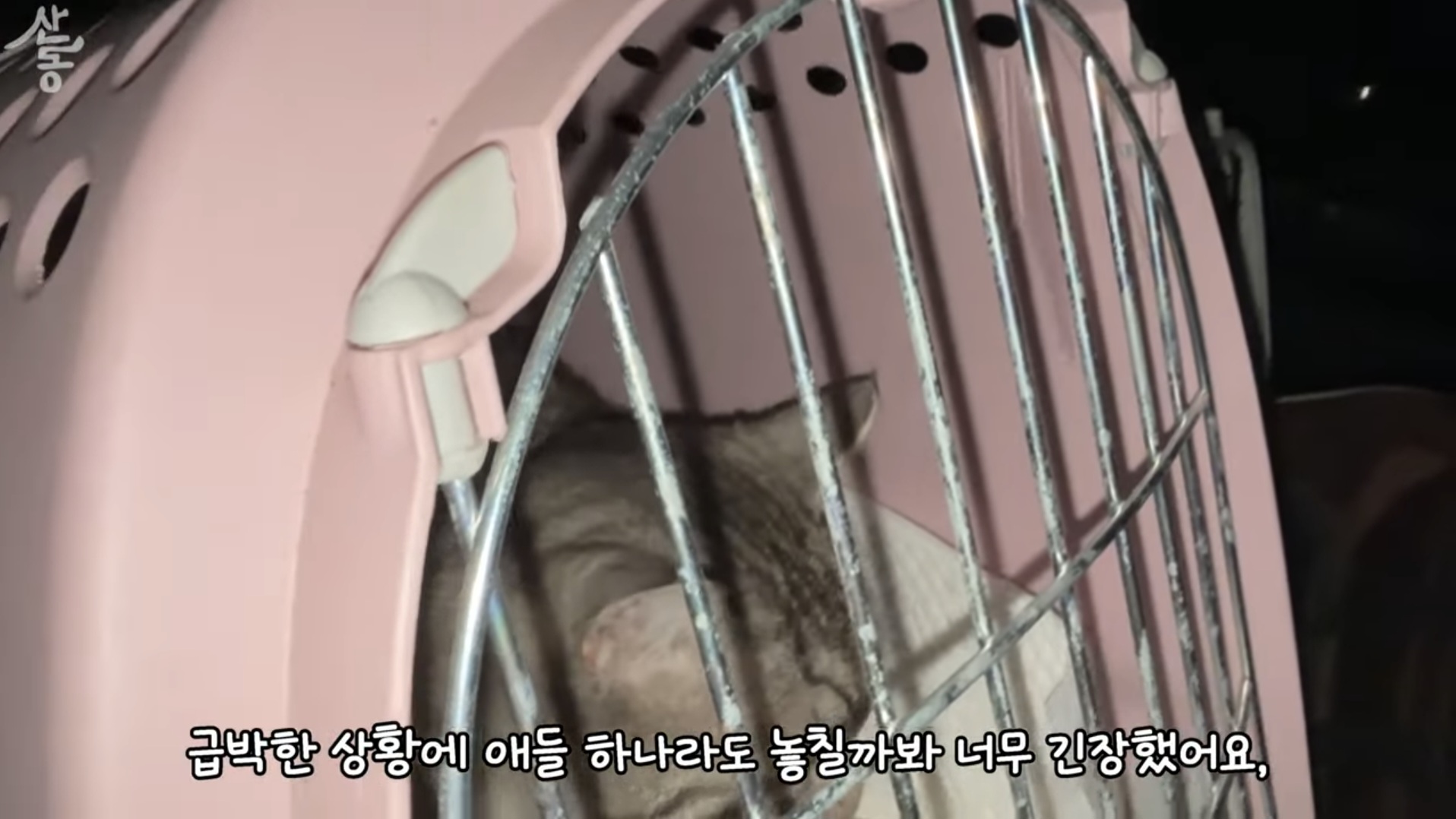 산불때문에 고양이 16마리와 대피한 유튜버 | 인스티즈