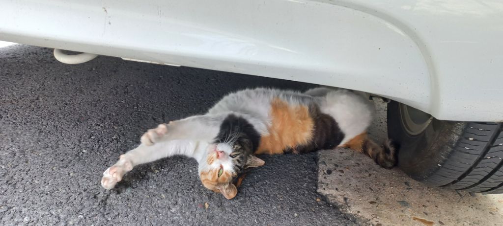 길에서 고양이 보면 사진을 안 찍고는 지나갈 수 없는 병에 걸림 😚🐈‍⬛🐈 | 인스티즈