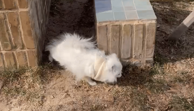 자존감이 얼마나 높은 건지 감도 안 오는 강아지.twt | 인스티즈