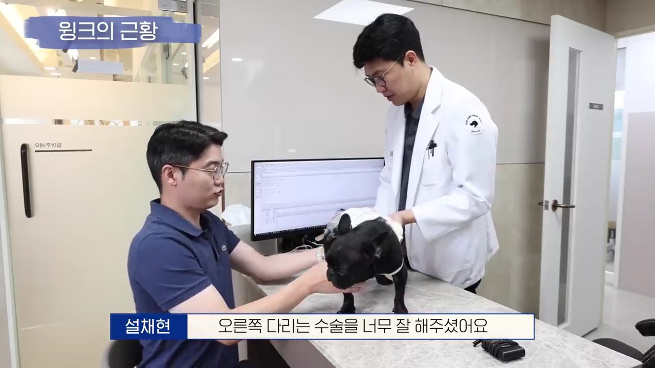 교통사고난 유기견 입양한 설채현 수의사 그리고 윙크 근황😉 | 인스티즈