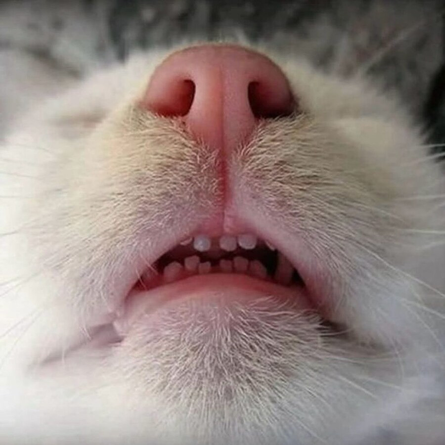 난 우울할 때 고양이 앞니를 봐🐱🦷 | 인스티즈