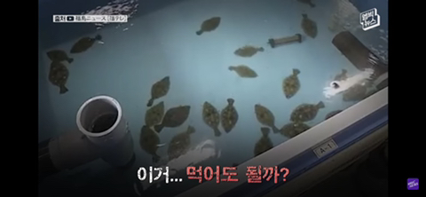 방사능 오염수에서 자란 맛 좋은 일본 광어 | 인스티즈