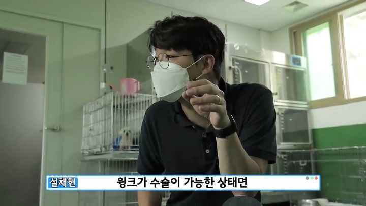 교통사고난 유기견 입양한 설채현 수의사 그리고 윙크 근황😉 | 인스티즈