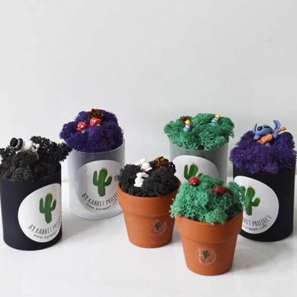 아니 누가 대체 이끼를 돈 주고 사서 인테리어 제품으로 씀?; | 인스티즈