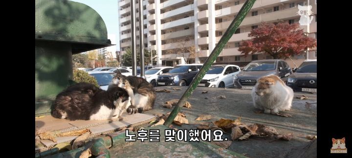 아깽이보다 100배는 만나기 어려운 묘르신들 | 인스티즈