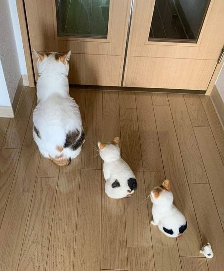 냥트로시카.jpg | 인스티즈