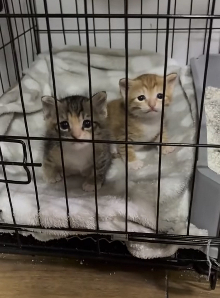 왜 새끼고양이들은 지능이없게생겼는지 궁금한달글.jpg | 인스티즈