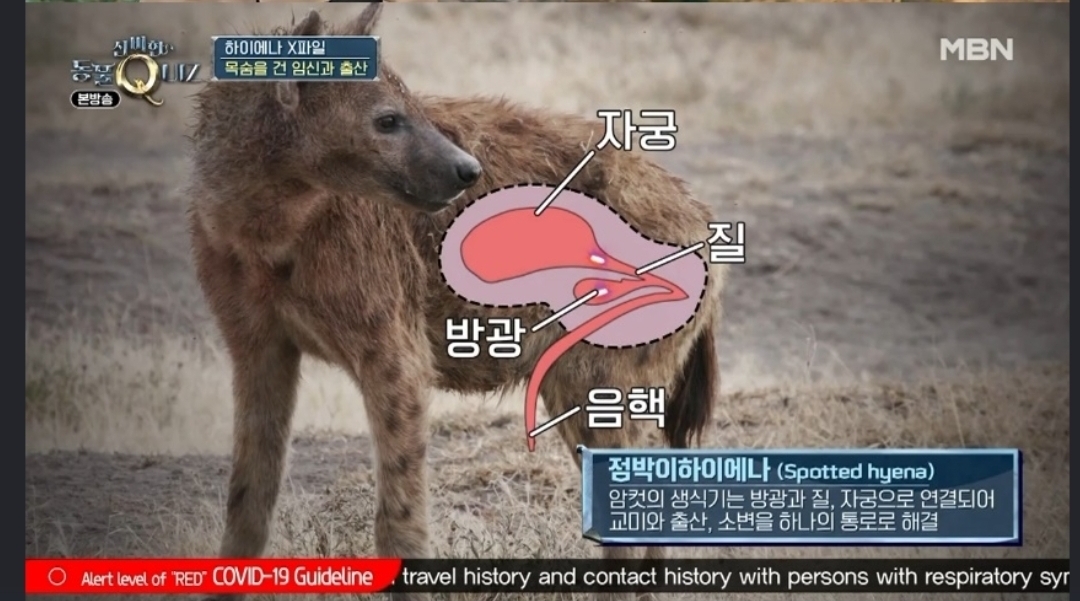 🙋‍♀️암컷 하이에나가 갖고 있는 신체적 특징이 뭔지 알아?🙋‍♀️ | 인스티즈