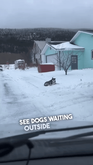 강아지 통근버스 | 인스티즈