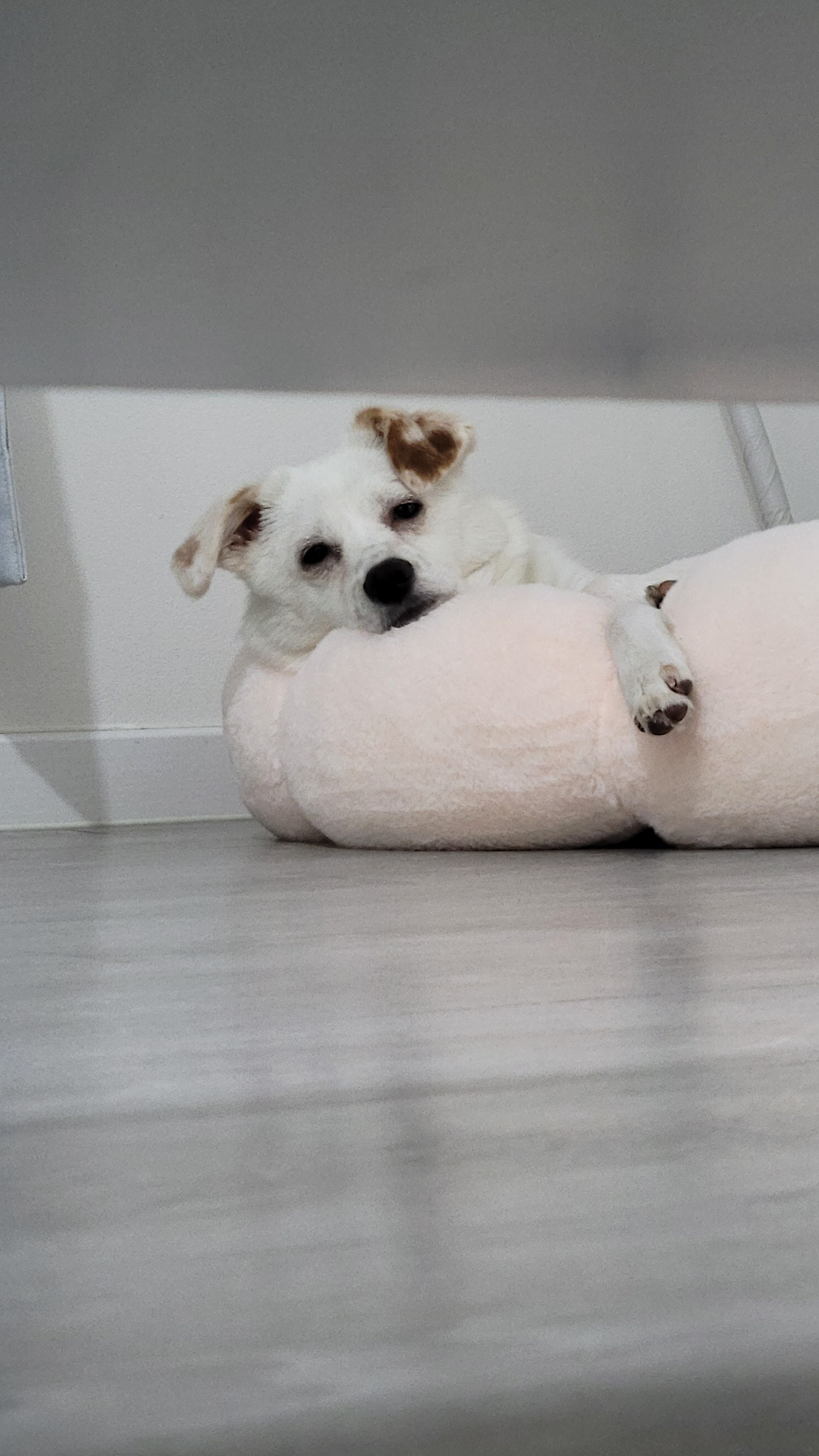 인간인 나보다 표정이 다양한 강쥐.. | 인스티즈