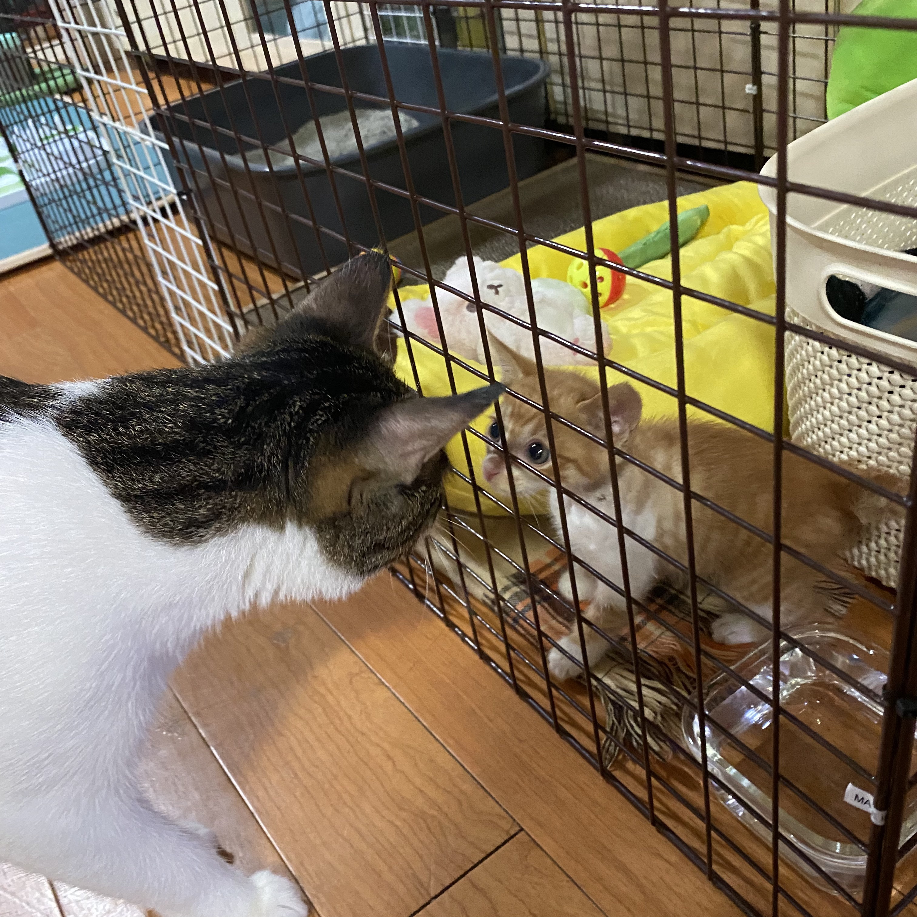 코시국에 재택하다가 고양이를 만났는데.. | 인스티즈