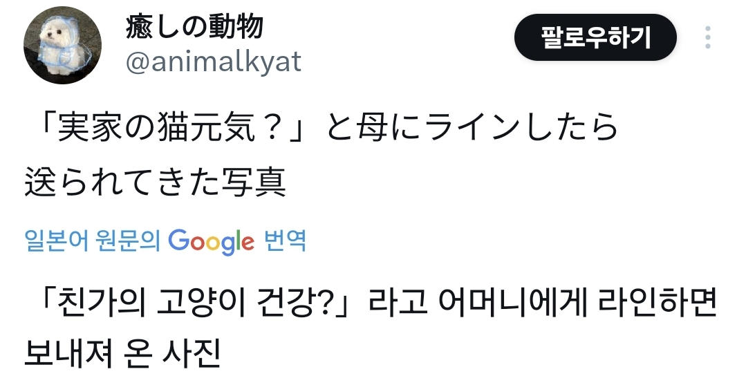 어머니에게 고양이 건강하냐고 물었더니 사진 한 장을 보내줬다.jpg | 인스티즈