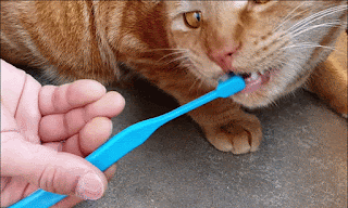 고양이들 태어났을때부터 케어하면 다 매탈남네 고양이처럼 싫어하는게 없는지 궁금한 달글 | 인스티즈