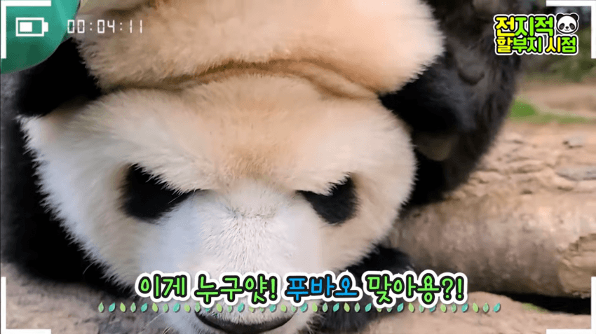 푸바오 얼굴 찌부 짤 모음 🥴 | 인스티즈