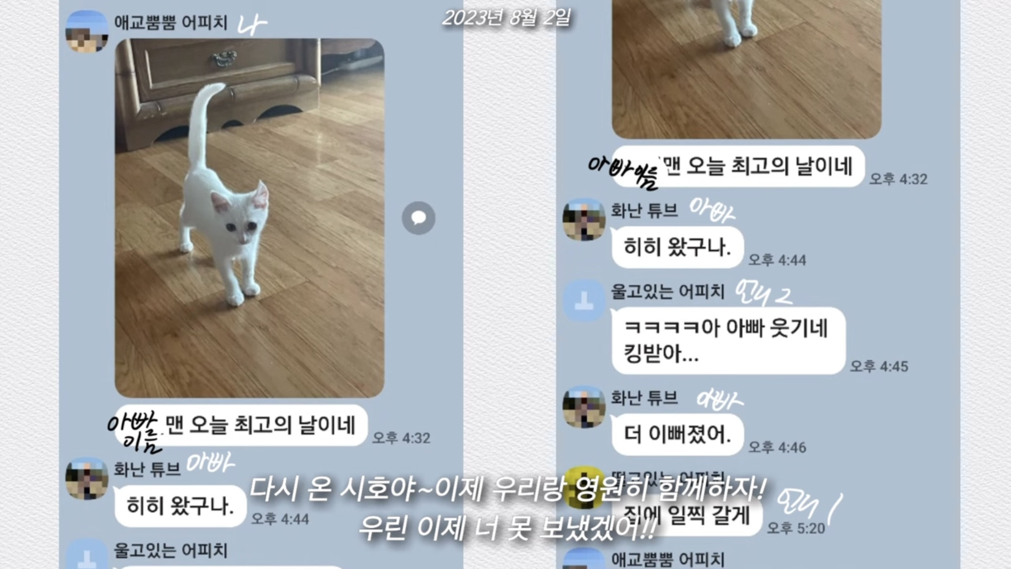 언니가 다리다친 아기고양이를 주워왔다 | 인스티즈