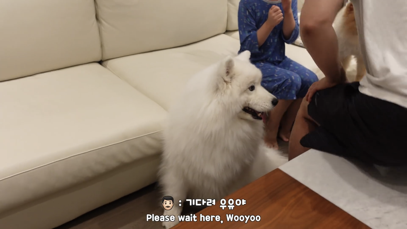 사모예드와 흔들리는 이 뽑는 법 | 인스티즈