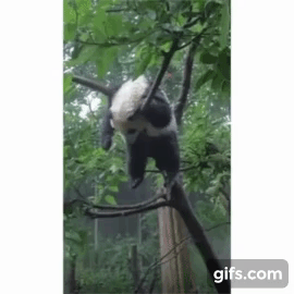 아기 판다🐼들이 평평한 나무를 보면 자주 하는 자세 | 인스티즈