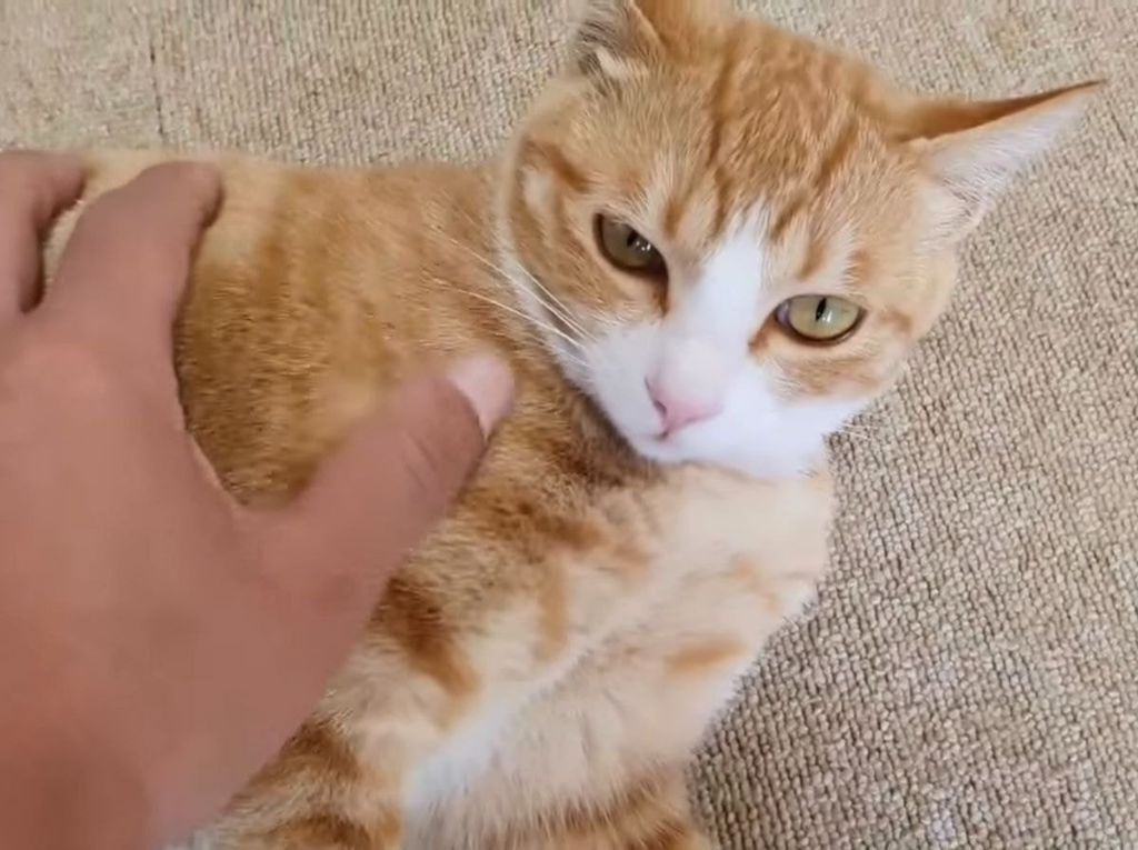 50d047299a36a8061a2b56b10eaa426da731ac09