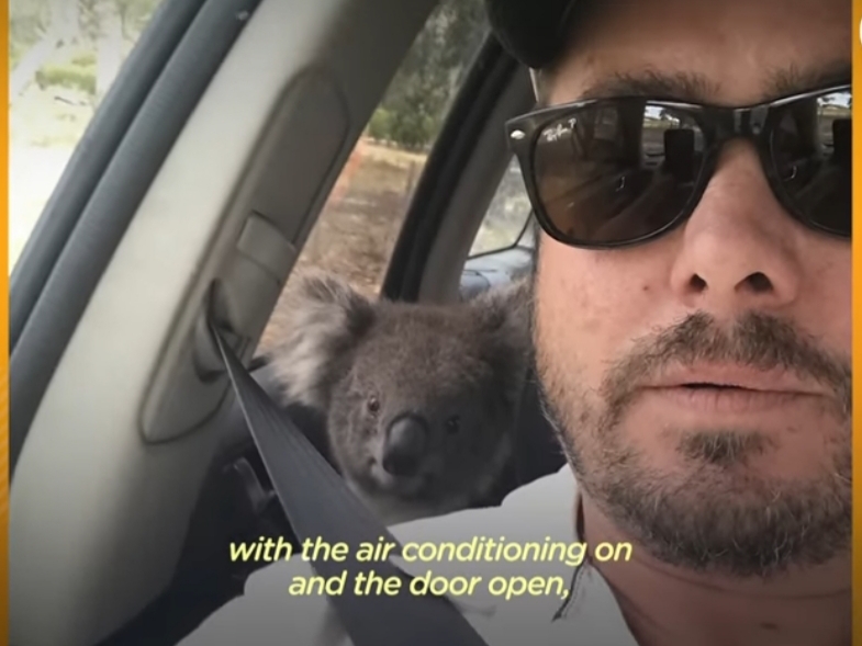 호주에서 더운 여름날에 차문을 열고 있으면 생기는 일.gif | 인스티즈