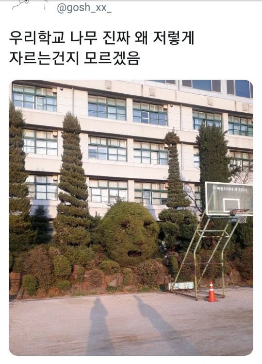 우리학교 나무 진짜 왜 저렇게 자르는건지 모르겠음 - 악플달면 쩌리쩌려버려 - ＊여성시대＊ 차분한 20대들의 알흠다운 공간 우리학교 나무 진짜... 