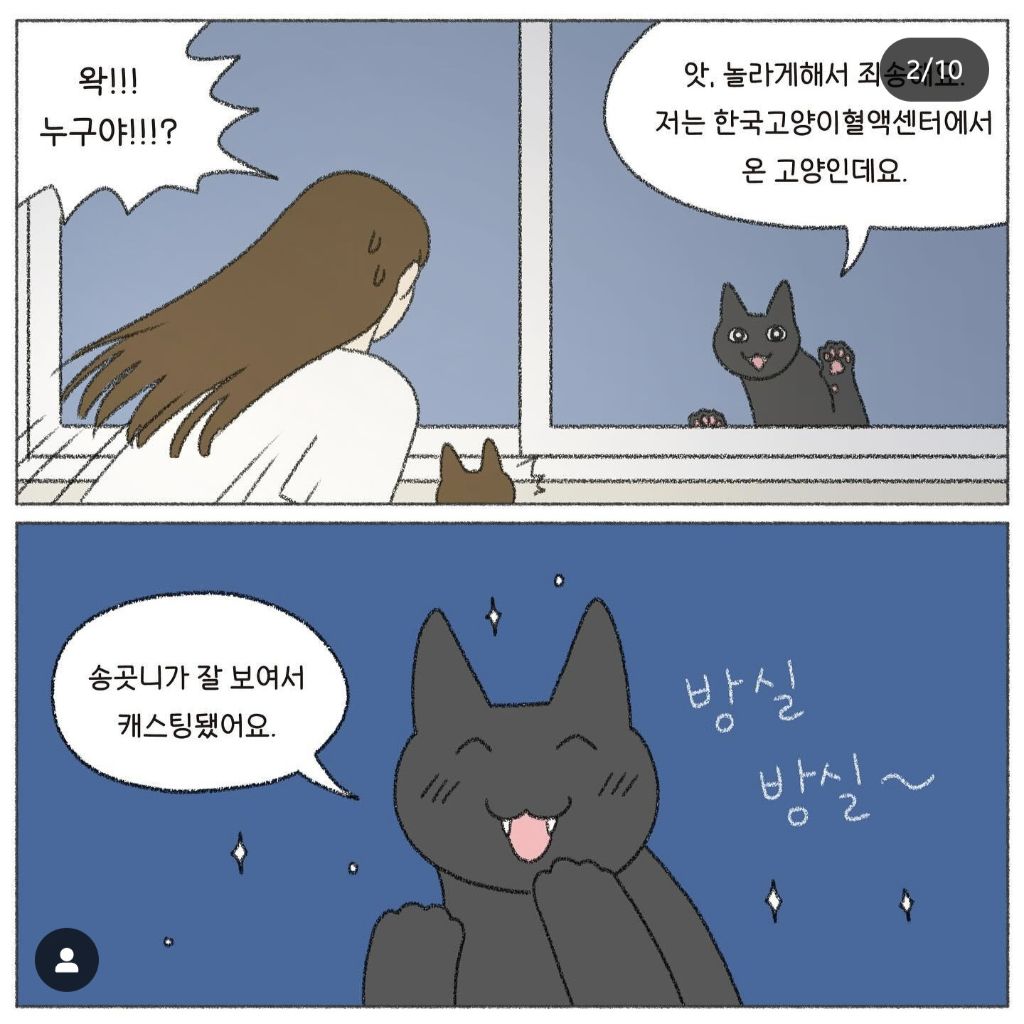 🐱💉고양이도 헌혈을 한다고? | 인스티즈