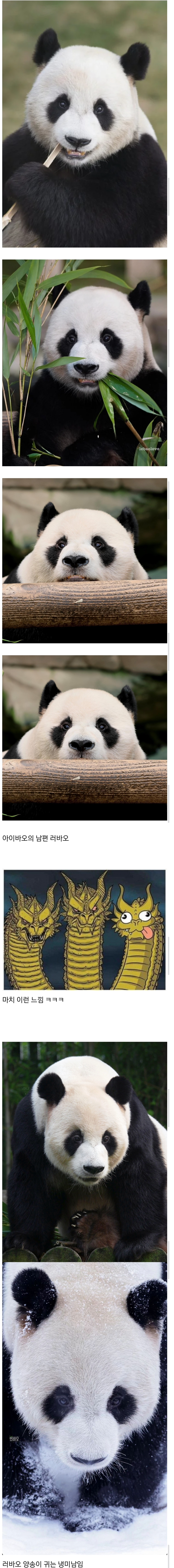 아이바오네 수컷 남판들🐼 | 인스티즈