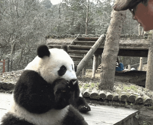 오늘 새로 뜬 이뻐이뻐 아이바오 아기 당근공주 (2살) 시절.gif | 인스티즈