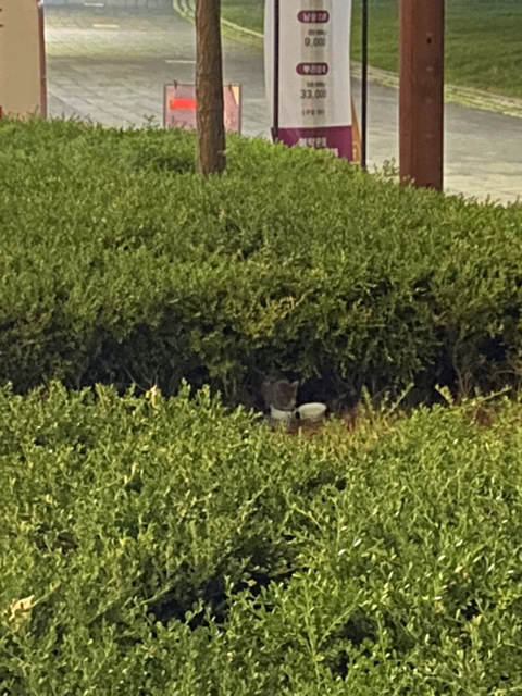 냥줍한지 한달 된 우리 고양이 보고가~!~! | 인스티즈