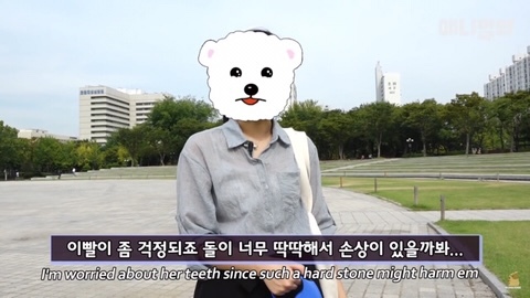 돌멩이를 물고 다니는 강아지 | 인스티즈