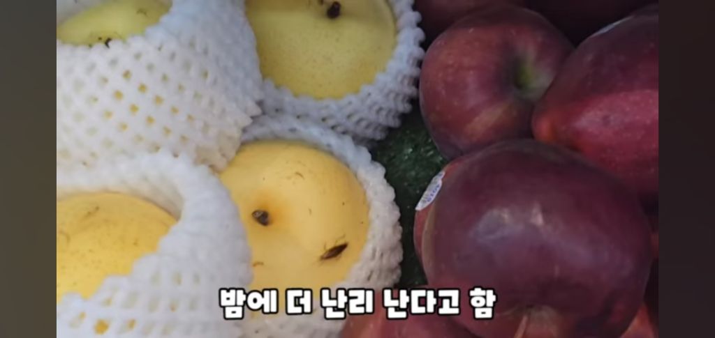 필리핀 마트 진열대에 우글우글한 바퀴벌레 (바퀴사진 있음) | 인스티즈